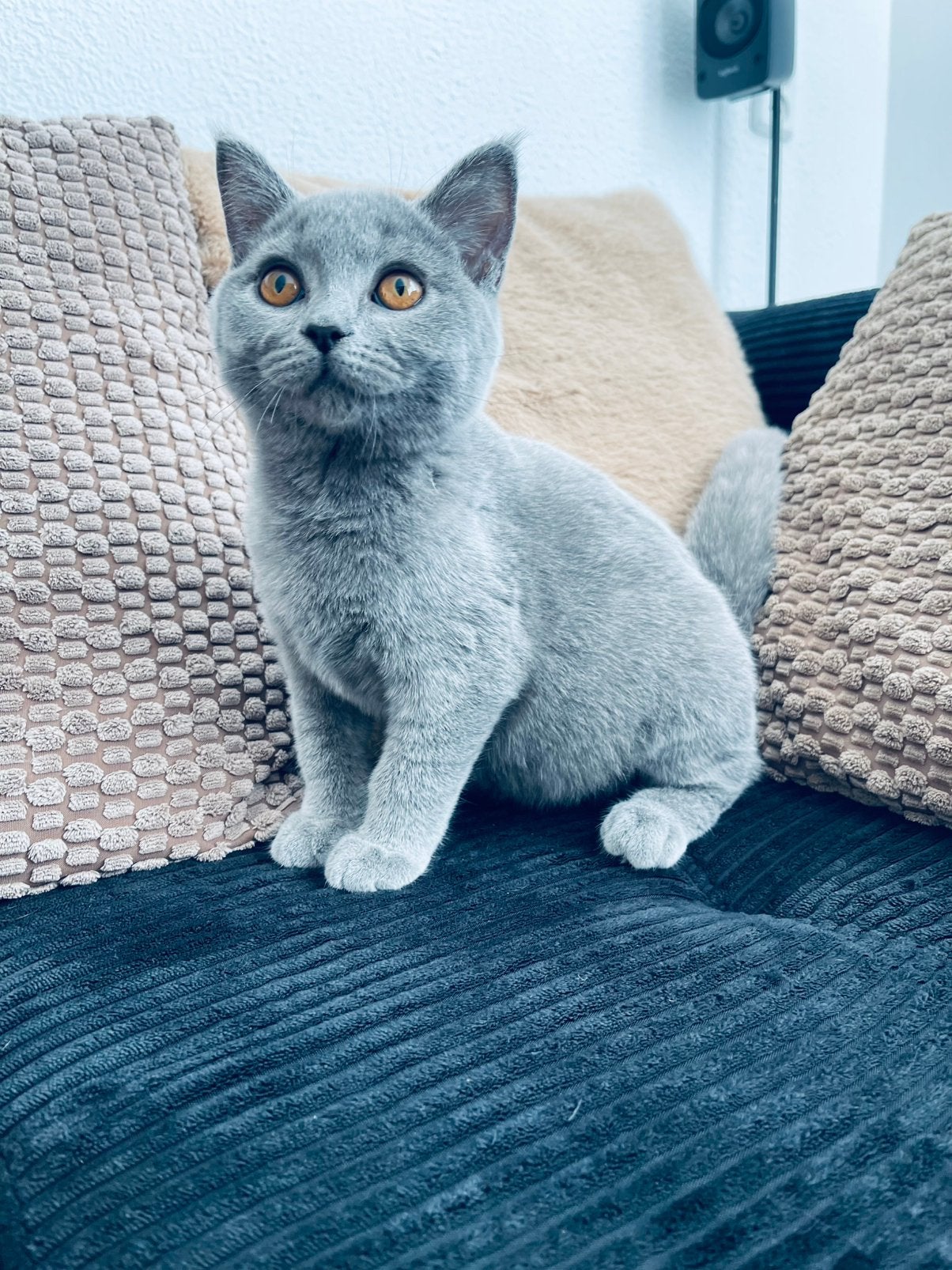 Britse korthaar kittens, Dieren en Toebehoren, Kater, Ontwormd, 0 tot 2 jaar