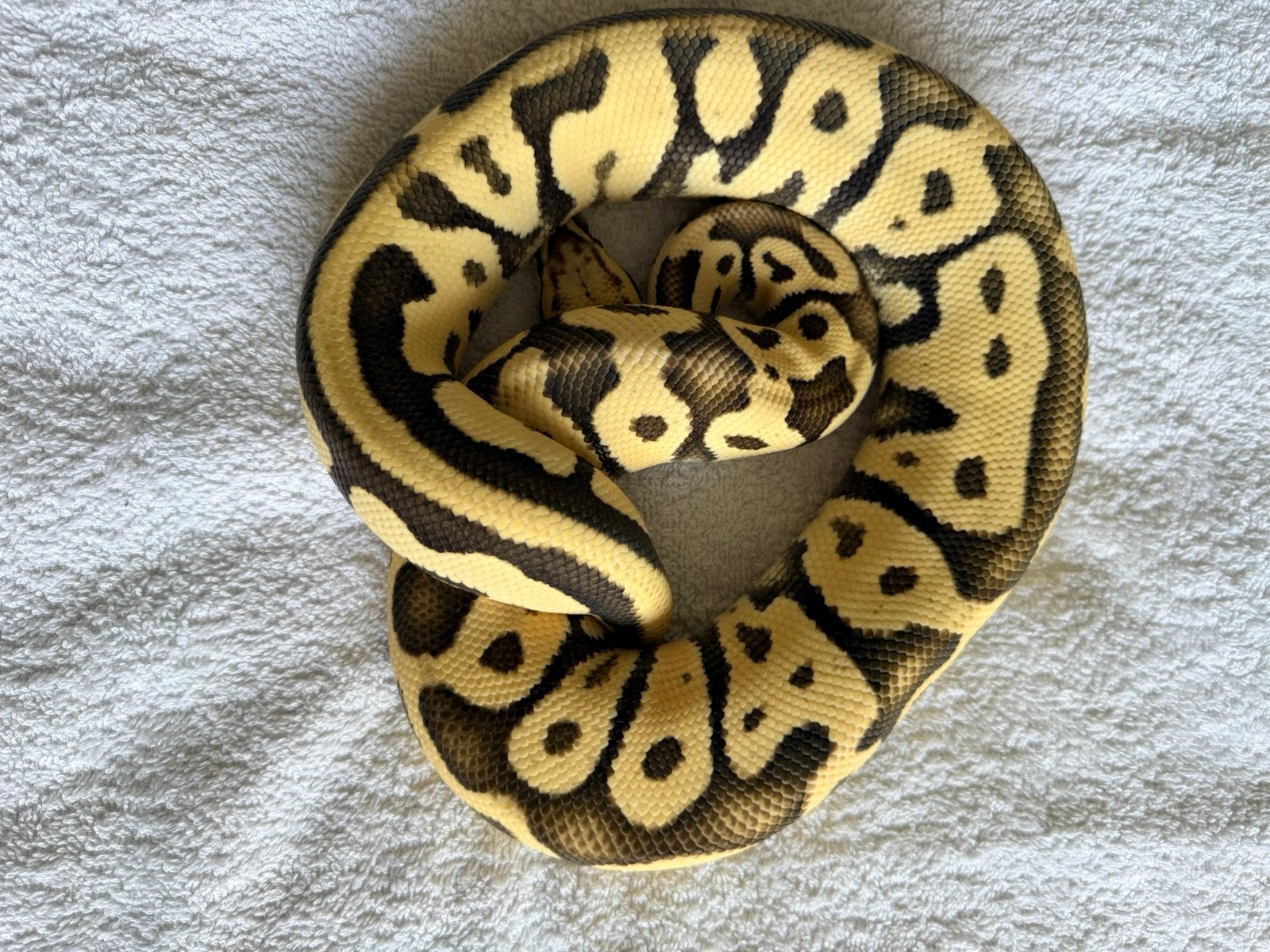 Mooie koningspython 1.0 Ball Python photo 3