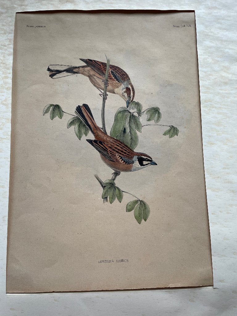 Fauna Japonica Emberiza cioides (Weidegors) ca. 1830, Ophalen of Verzenden, Gravure, Flora en Fauna, 29 cm