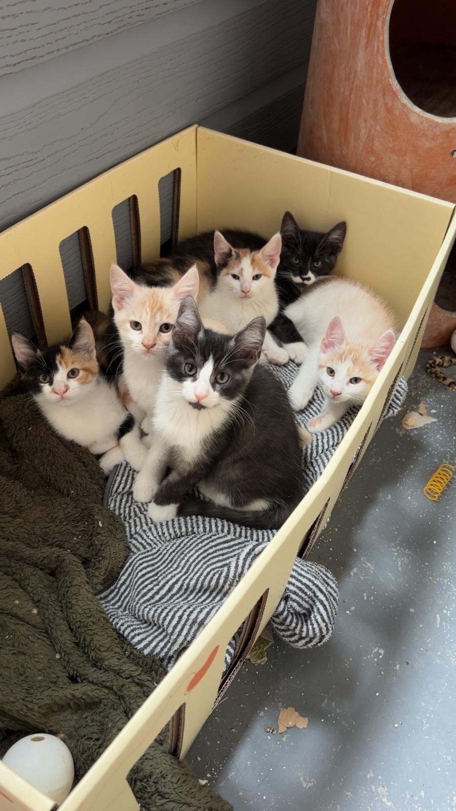 halve Maine Coon kittens, Dieren en Toebehoren, Katten en Kittens | Overige Katten, Meerdere dieren