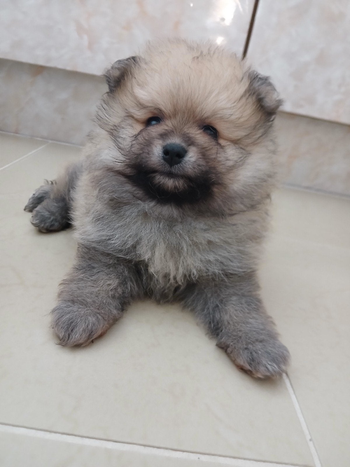 pomeranian mini bearface, Reu, 8 tot 15 weken, Eén hond, Nederland