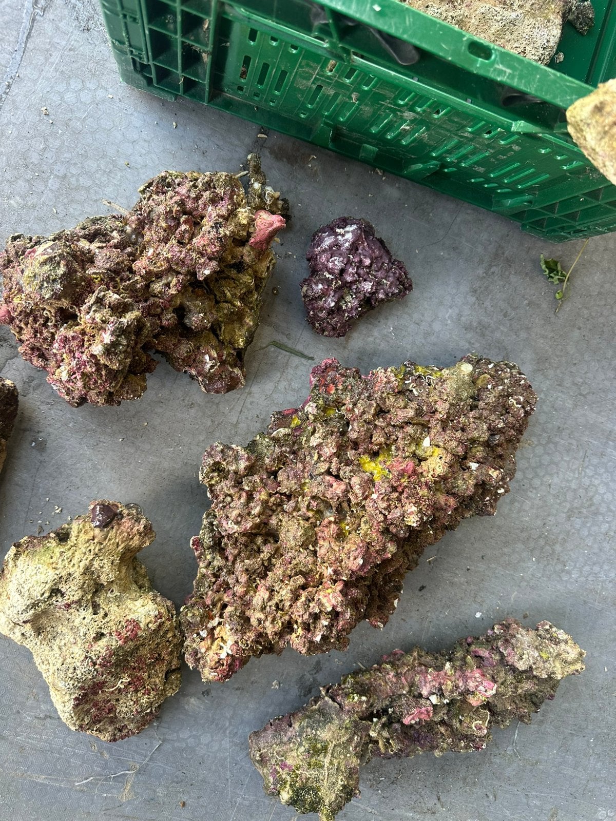 Levendsteen aquarium, Ophalen of Verzenden, Zo goed als nieuw