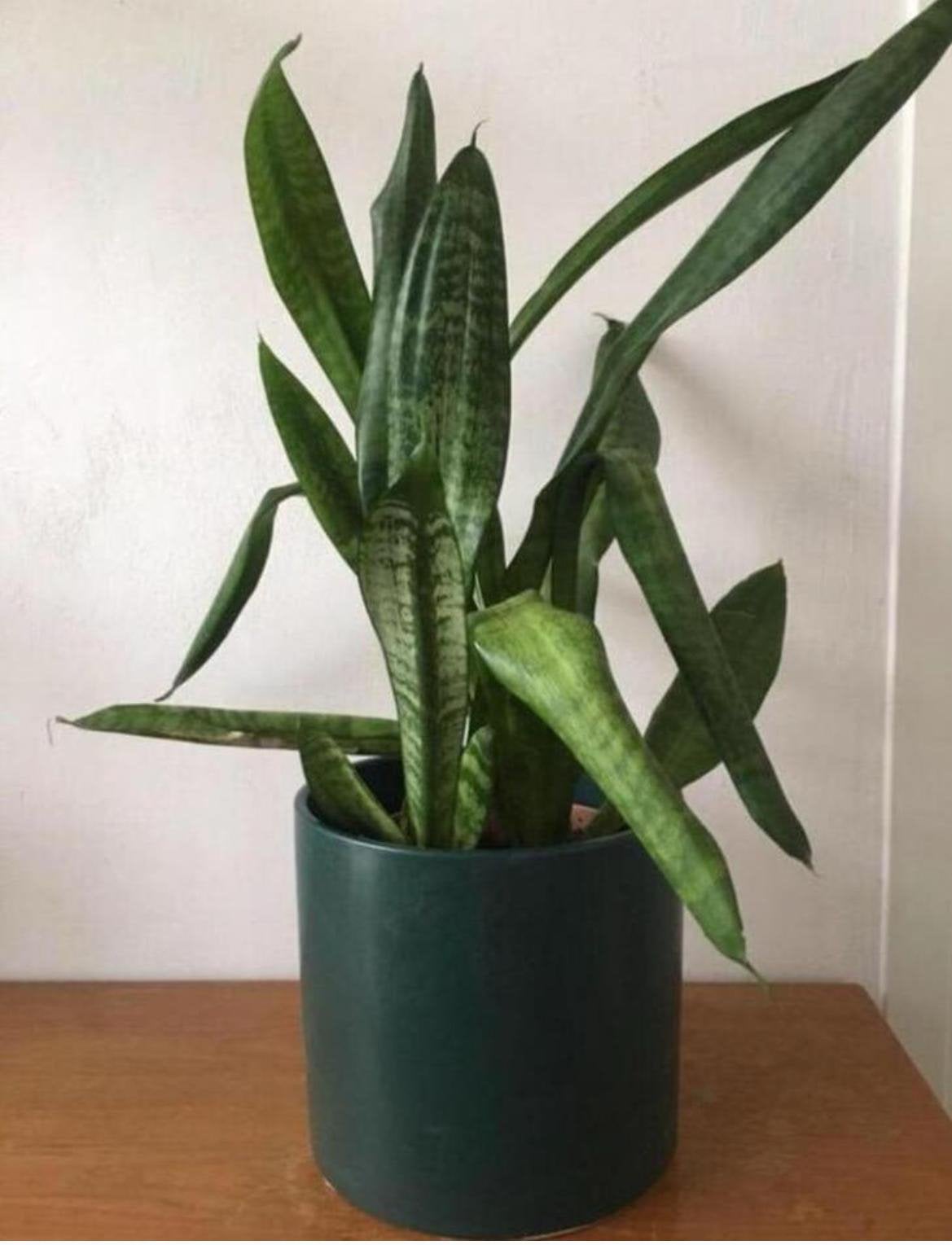 Biologische Sanseveria luchtzuiverende kamerplanten in pot, Ophalen, Overige soorten, Halfschaduw, In pot