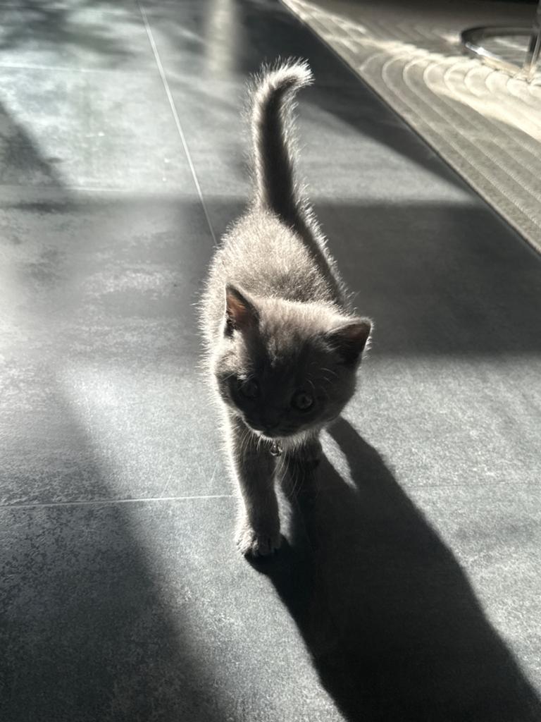Kitten, Kater, Kortharig, 0 tot 2 jaar