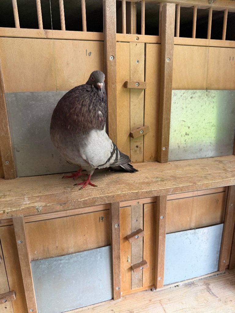 kroppers, Meerdere dieren, Kropper