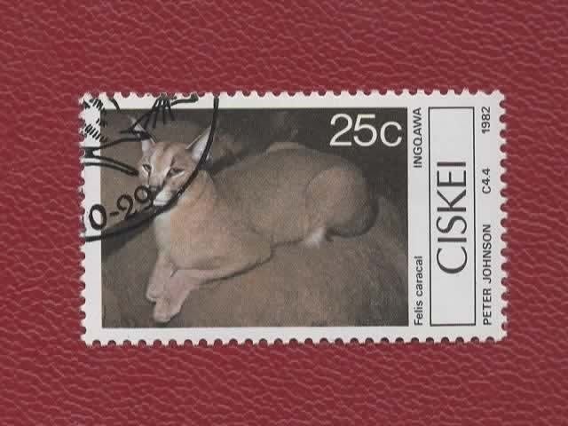 Katachtigen - Ciskei - 33 - 25c - Caracal - gebr, Ophalen of Verzenden, Gestempeld, Dier of Natuur