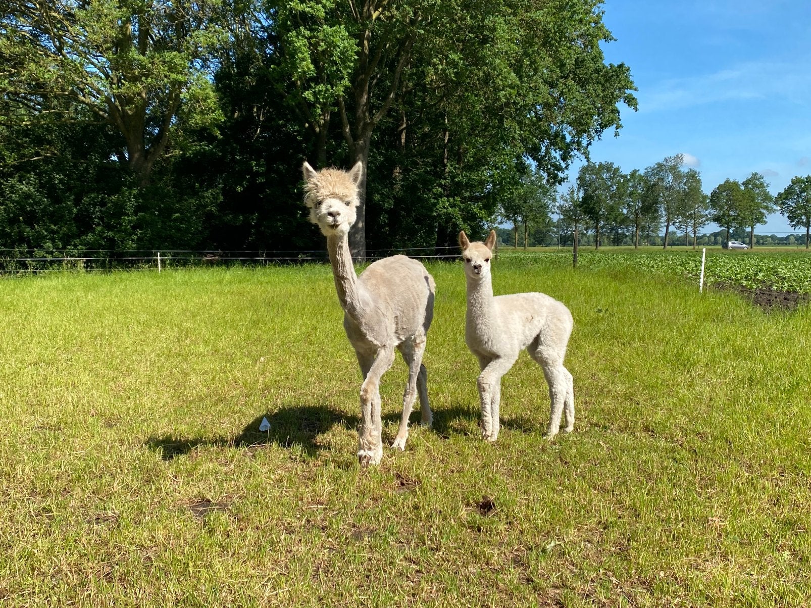 drachtige Alpaca merries, Mei, Meerdere dieren