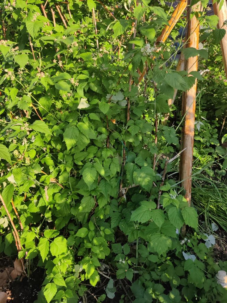 Vijgenboom, walnotenboom, bramen- en zwarte bessenstruiken, Ophalen of Verzenden, Vijgenboom, Lente