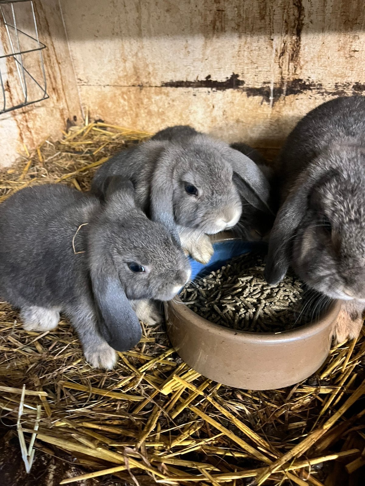 Te koop Hangoor Dwerg konijntjes, Dieren en Toebehoren, Meerdere dieren, Dwerg, Hangoor