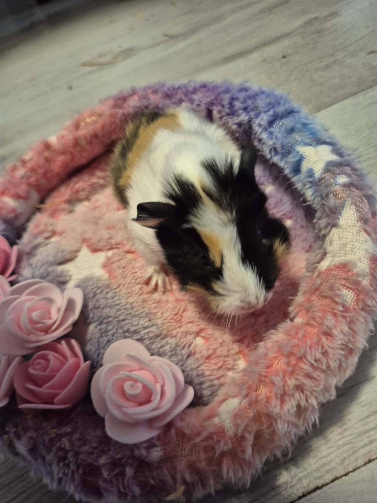 Mooie nestjes borstel cavia,s, Dieren en Toebehoren, Cavia, Meerdere dieren, Tam, September