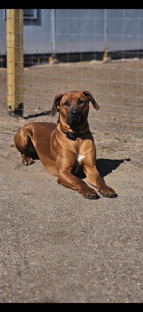 Dekreu Rhodesian Ridgeback x Boerboel, Reu, 1 tot 2 jaar, Parvo, Eén hond