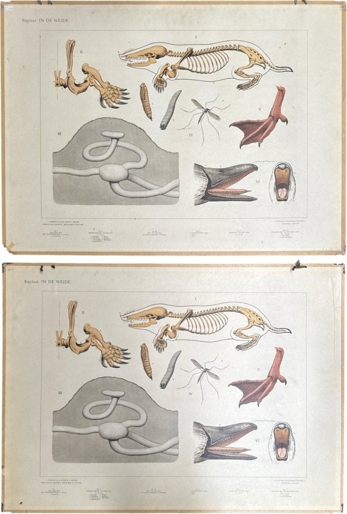 373. Schoolplaten, M.A. Koekoek – rivier, heide, 20e eeuw, Ophalen, Natuur en Biologie