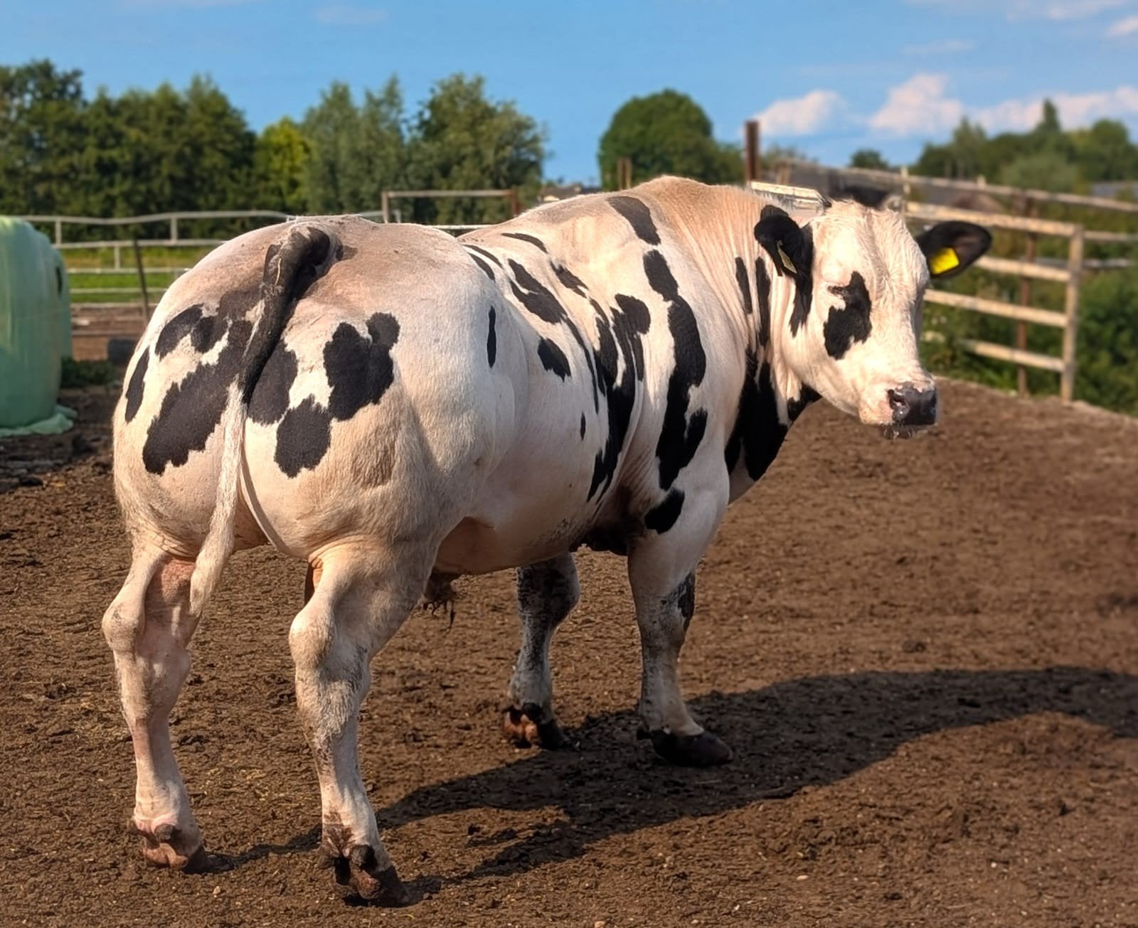 super dikbil stier, Dieren en Toebehoren, Mannelijk, 3 tot 6 jaar