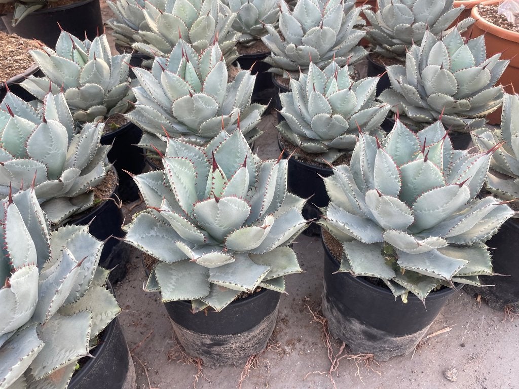 AGAVE Pygmae 'Dragon Toes’ potmaat 25cm, Ophalen of Verzenden, Minder dan 100 cm, Bloeiende kamerplant, Volle zon