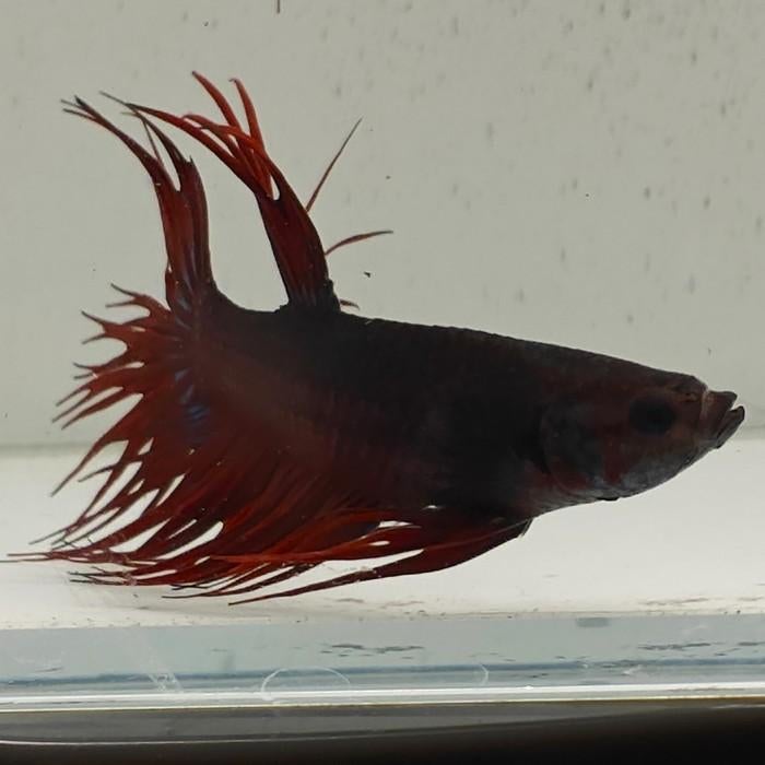 Betta splendens man 39, Dieren en Toebehoren, Pluimvee, Kip, Mannelijk