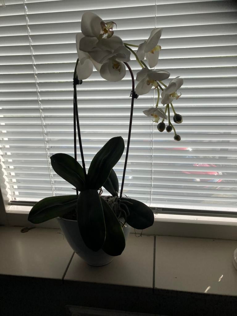 Kunst orchidee, Ophalen, Zo goed als nieuw