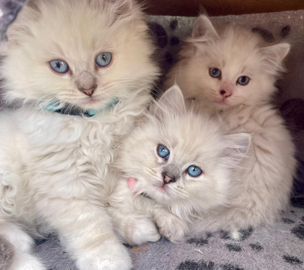 Prachtig ragdoll/ pers kittens, Dieren en Toebehoren, Katten en Kittens | Raskatten | Langhaar, Meerdere dieren, Ontwormd, 0 tot 2 jaar