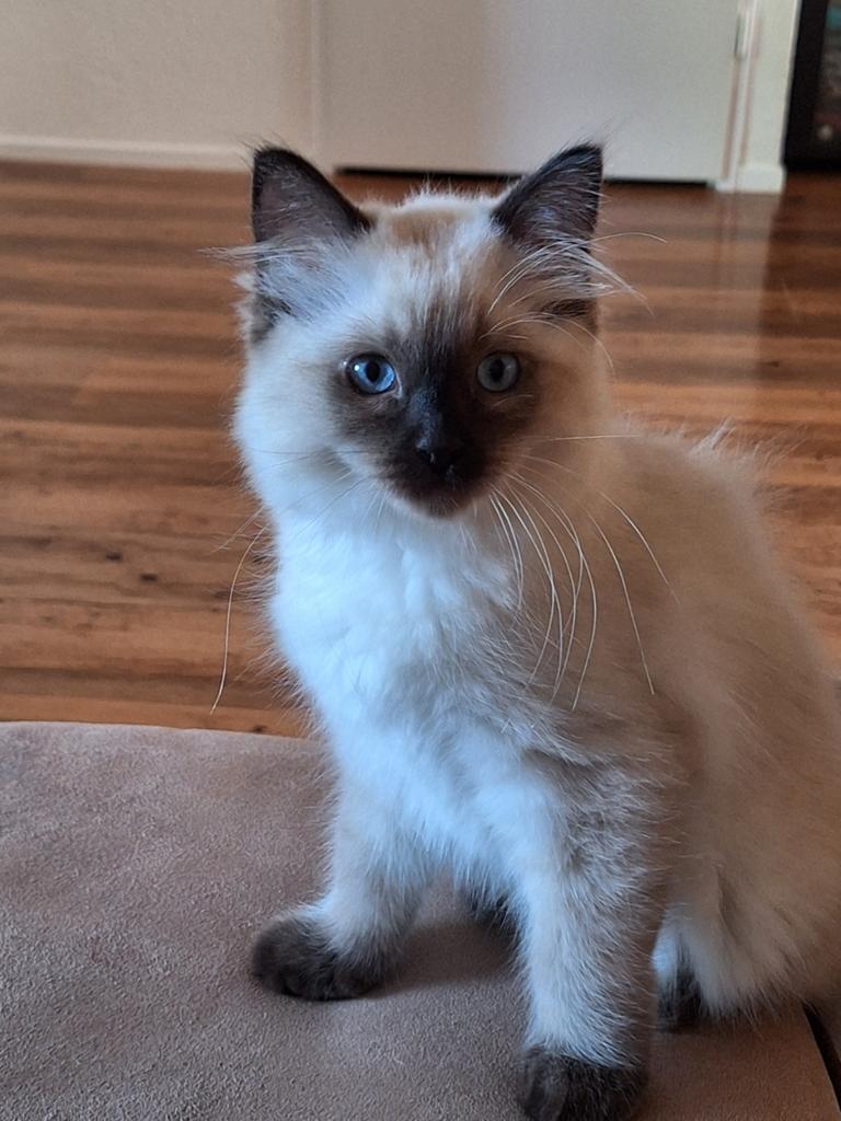 Ragdoll kittens met Stamboom van geteste ouders., Dieren en Toebehoren, Meerdere dieren, Met stamboom