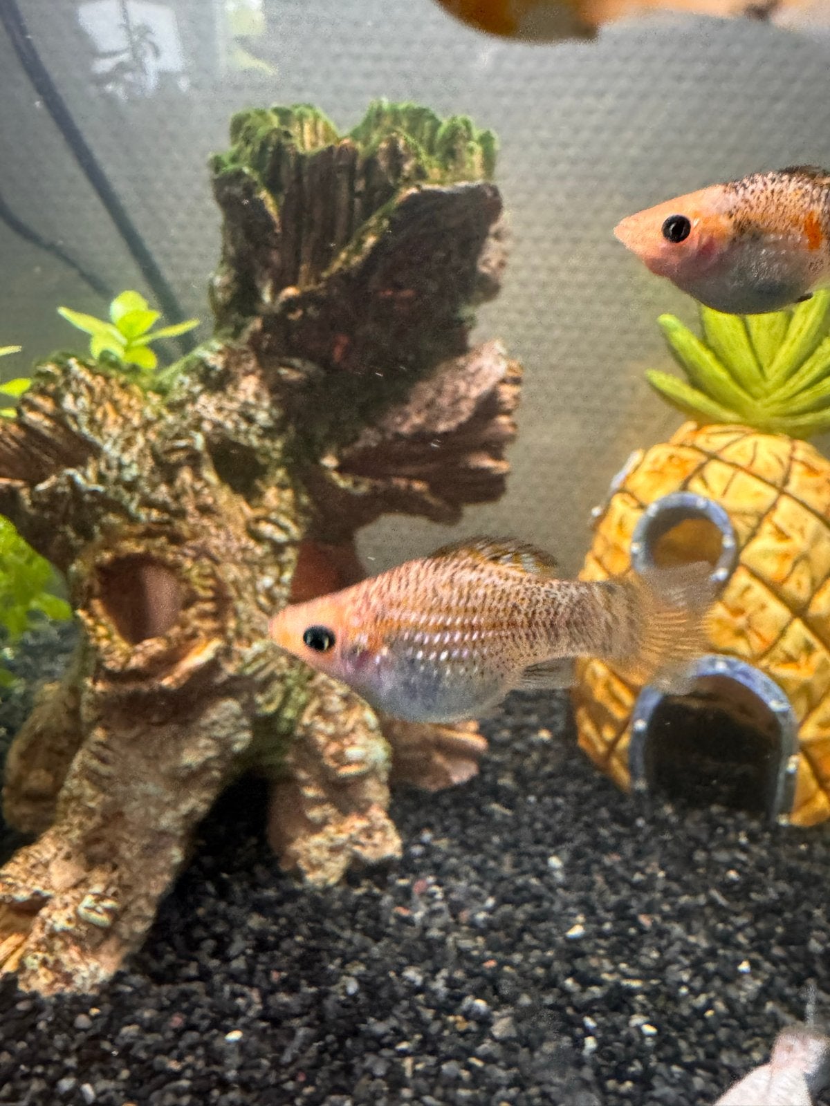Gratis balloon molly's, Dieren en Toebehoren, Vissen | Aquariumvissen, Vis