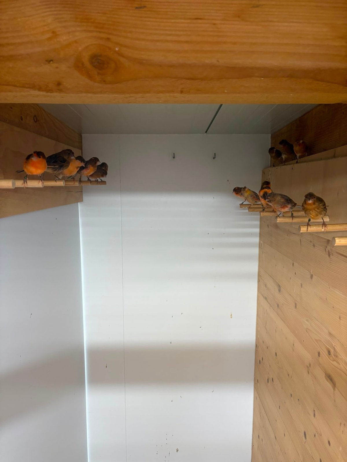 Harlekijnen kanaries te koop  van 2026, Dieren en Toebehoren, Vogels | Kanaries, Geslacht onbekend, Kleurkanarie