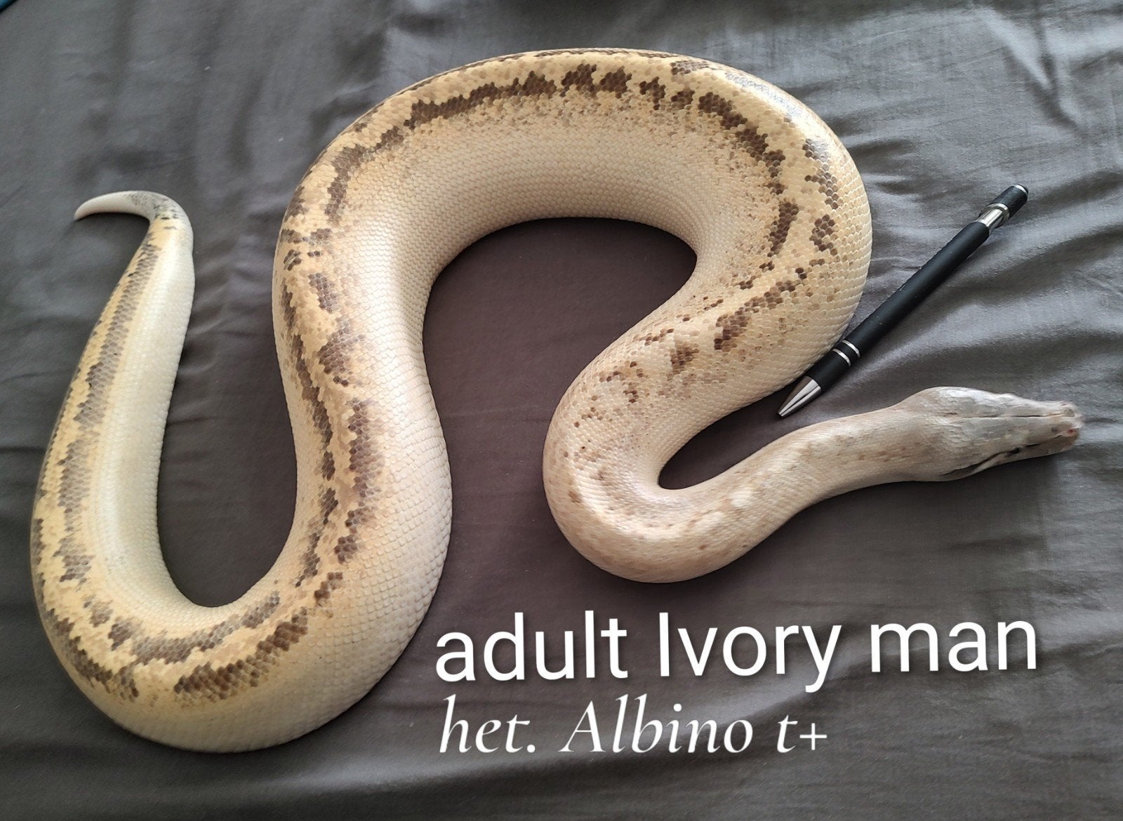 Bloedpython man, P.Brongersmai Ivory N.K. 2022, Dieren en Toebehoren, Slang
