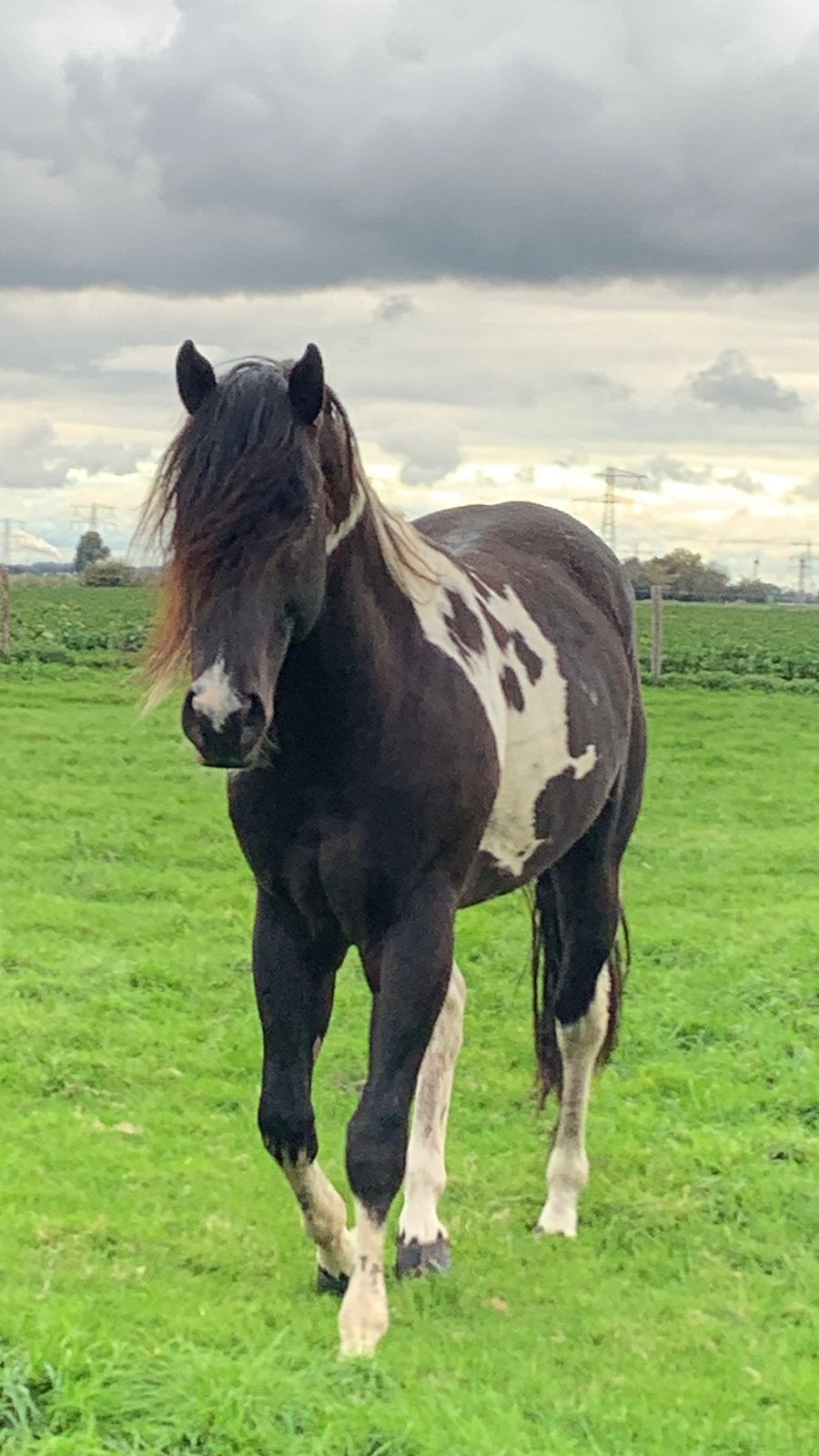 Paint & Appaloosa DNA Getest Panel 6 Vrij, Merries & Hengst, Dieren en Toebehoren, Met stamboom, Minder dan 160 cm, 3 tot 6 jaar