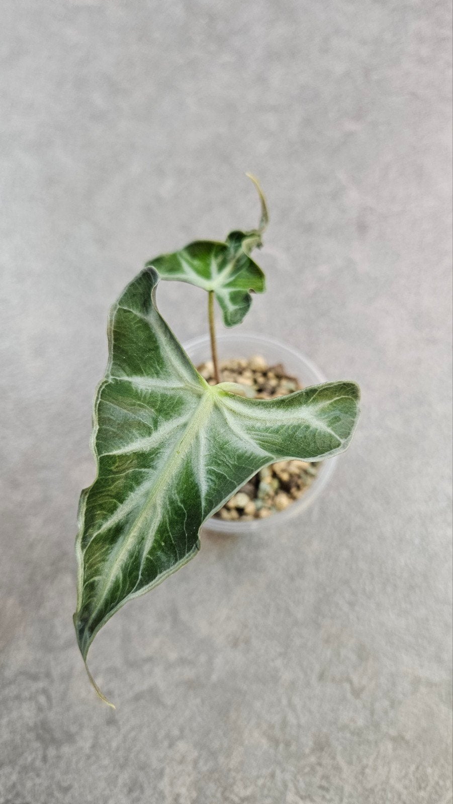 Alocasia Loco, Ophalen of Verzenden