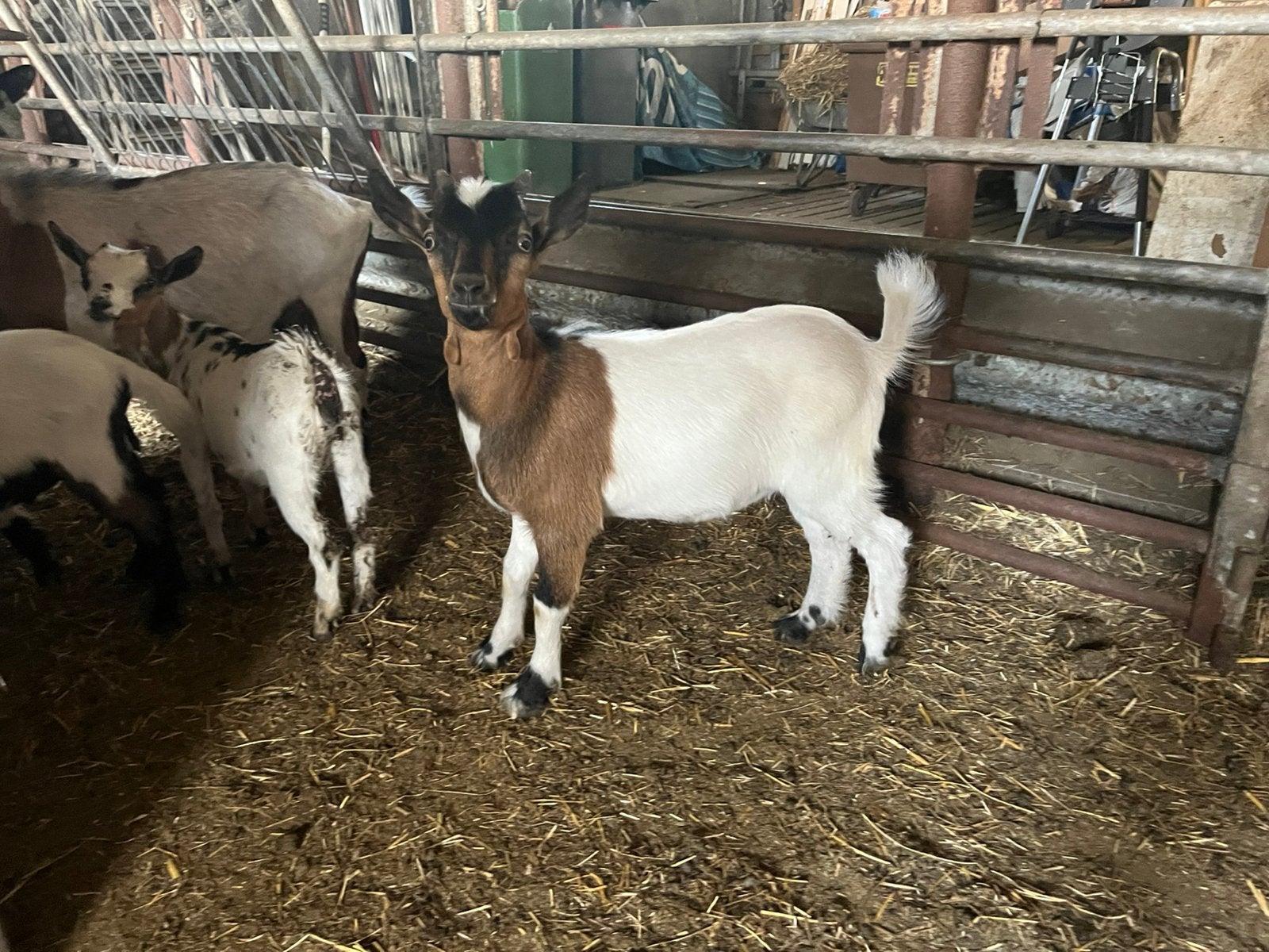4 dwerggeit bokken, Dieren en Toebehoren, Schapen, Geiten en Varkens, Mannelijk, Geit, 0 tot 2 jaar