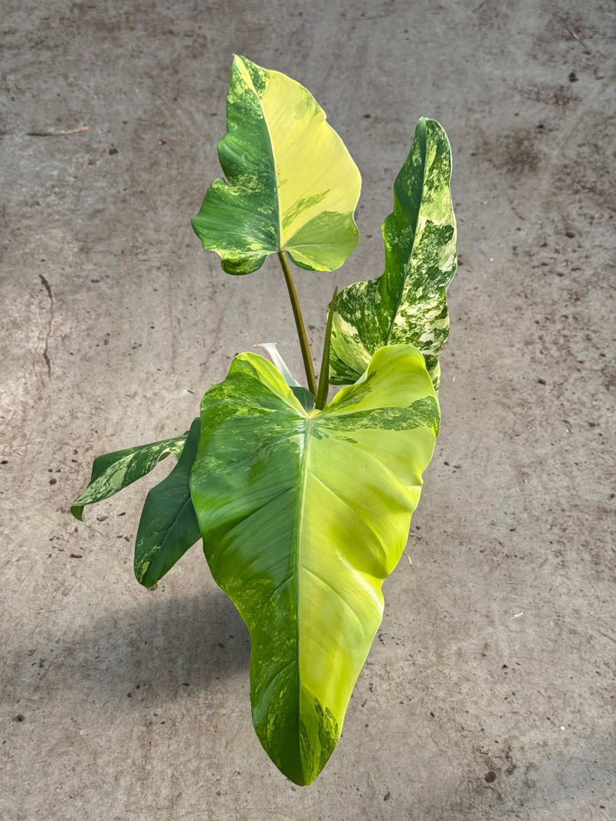 Philodendron Domesticum Variegata, Huis en Inrichting, Ophalen of Verzenden, Halfschaduw, Minder dan 100 cm