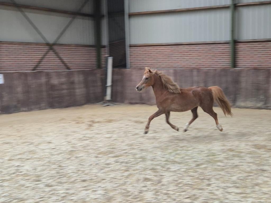 3 jarige merrie, Dieren en Toebehoren, Merrie, A pony (tot 1.17m), 3 tot 6 jaar