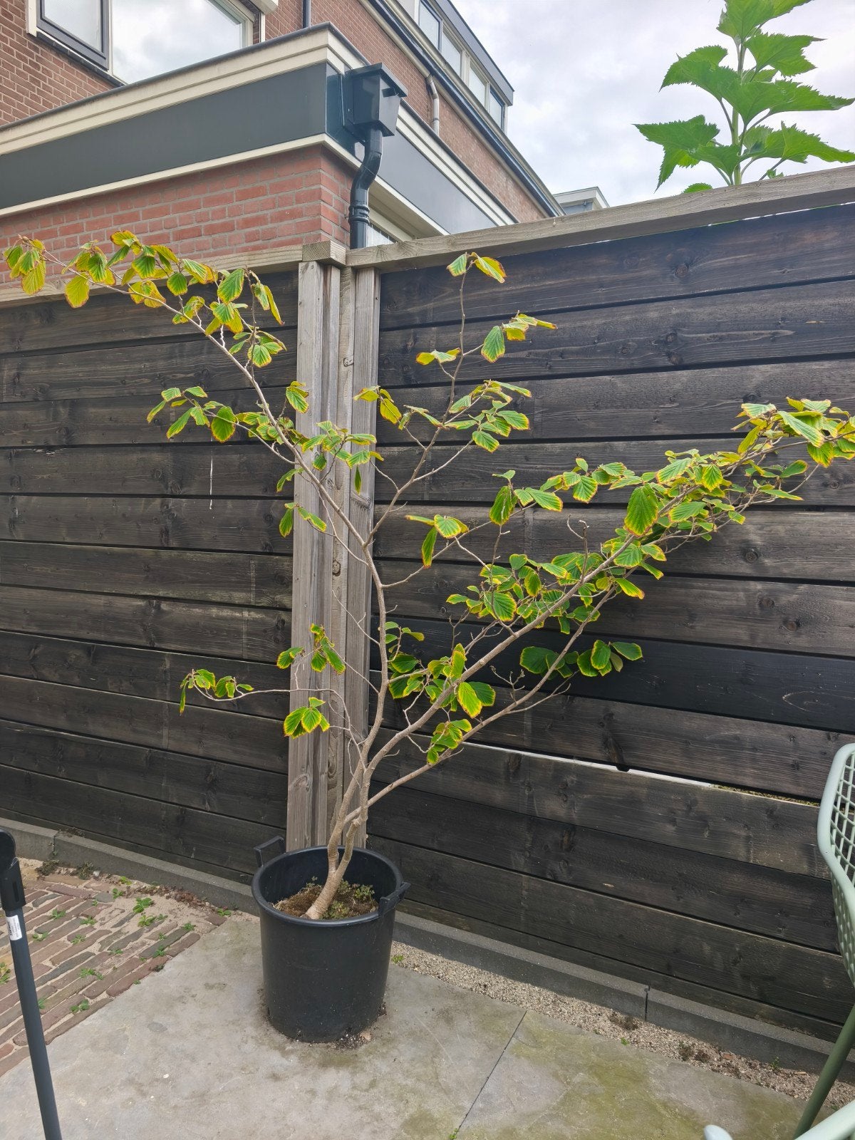 Hazelaar, Volle zon, Vaste plant, Lente, Ophalen