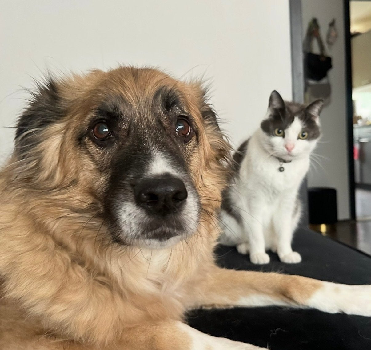 Zoek jij een nieuw huis? Voor je hond?, Dieren en Toebehoren, 6 jaar of ouder, Overige rassen, Geslacht onbekend, Eén hond