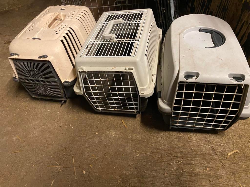 Reismandjes, Dieren en Toebehoren, Ophalen, Zo goed als nieuw