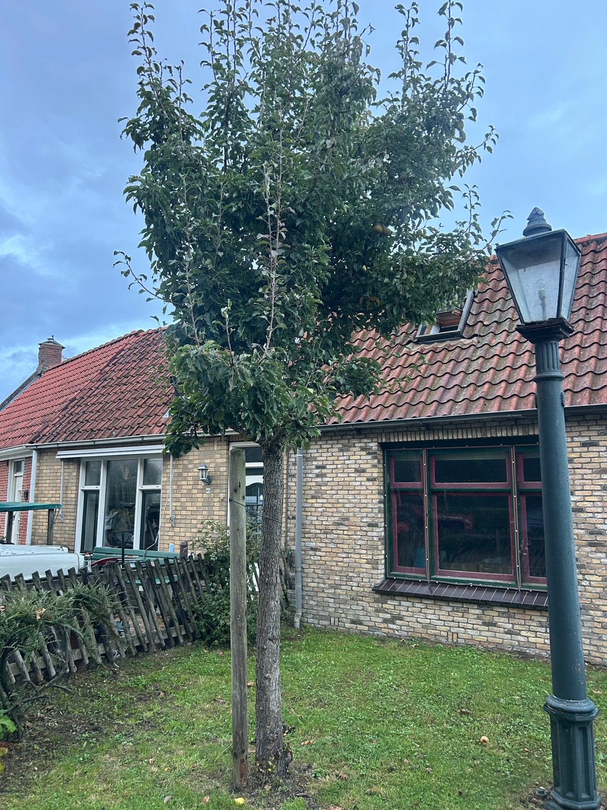 Grote volwassen perenboom / fruitboom – zelf uitgraven, Tuin en Terras, Planten | Bomen, Overige soorten, Lente, 400 cm of meer
