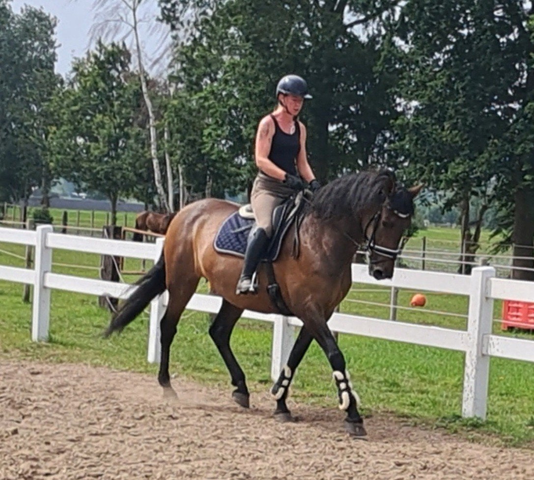 Prachtige Grote PRE Apto merrie betuigd & gereden, Dieren en Toebehoren, Paarden, Merrie, Met stamboom, 170 tot 175 cm, 11 jaar of ouder