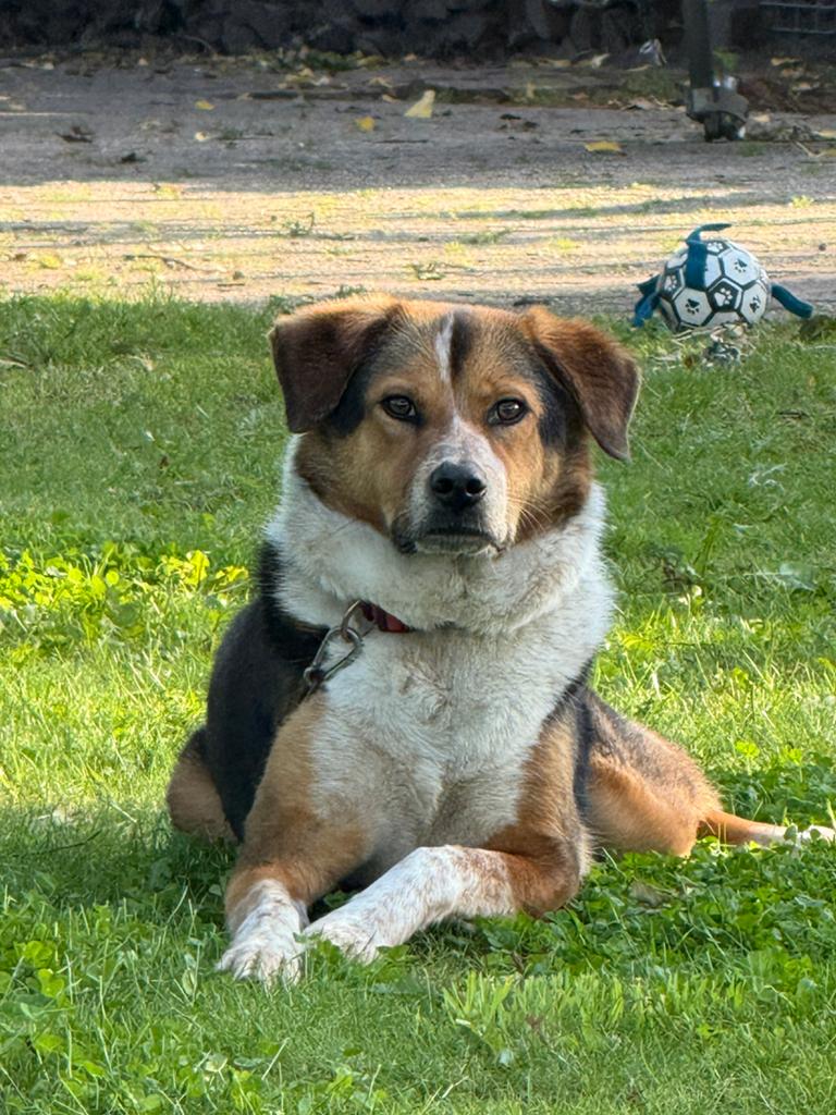 Hond ATES zoekt een warm thuis, Dieren en Toebehoren, Reu, Parvo, Eén hond, Nederland
