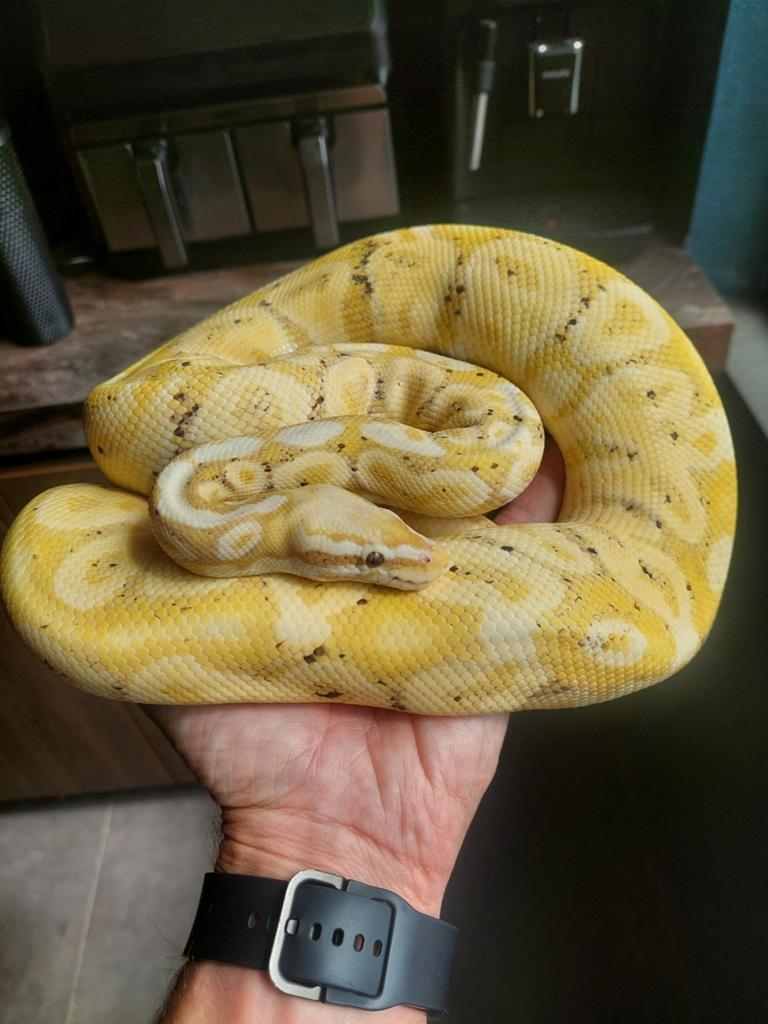 Python regius/koningspython Reticulated Python - unknown for sale from Dennis