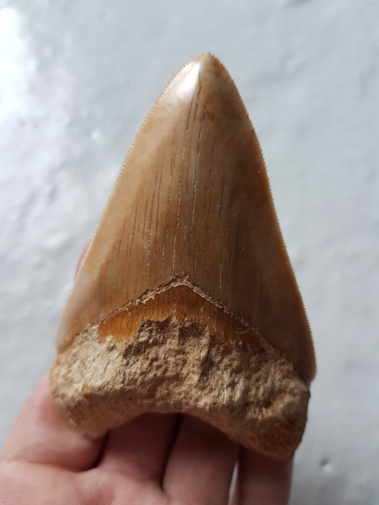 megalodon, Verzamelen, Ophalen of Verzenden, Fossiel