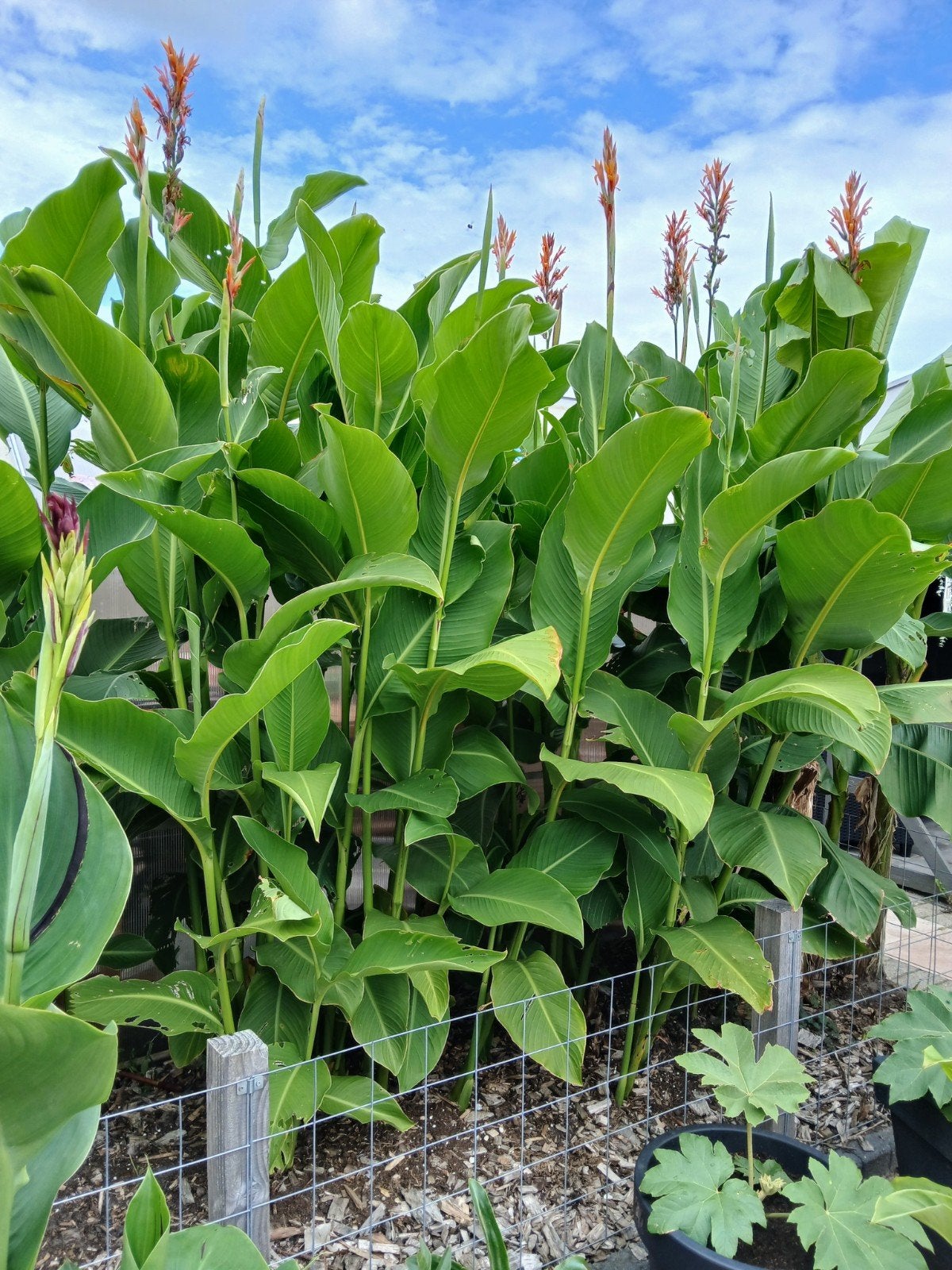 🌺🌿Canna Altensteinii  🌿🌺( 3m !! Winterhard ), Tuin en Terras, Planten | Tuinplanten, Volle zon, Vaste plant, Zomer, Ophalen