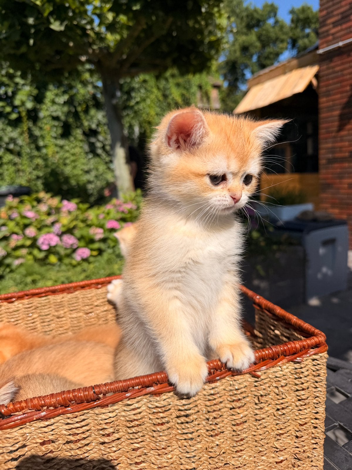 Kittens British shorthair: Golden Shaded cartoon faces, Poes, Gechipt, 0 tot 2 jaar