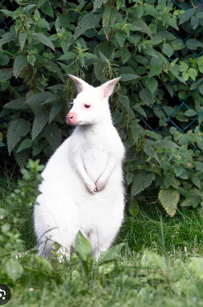 Kangeroe waliby wit gevraagd, Dieren en Toebehoren, Overige Dieren, Februari, Vrouwelijk