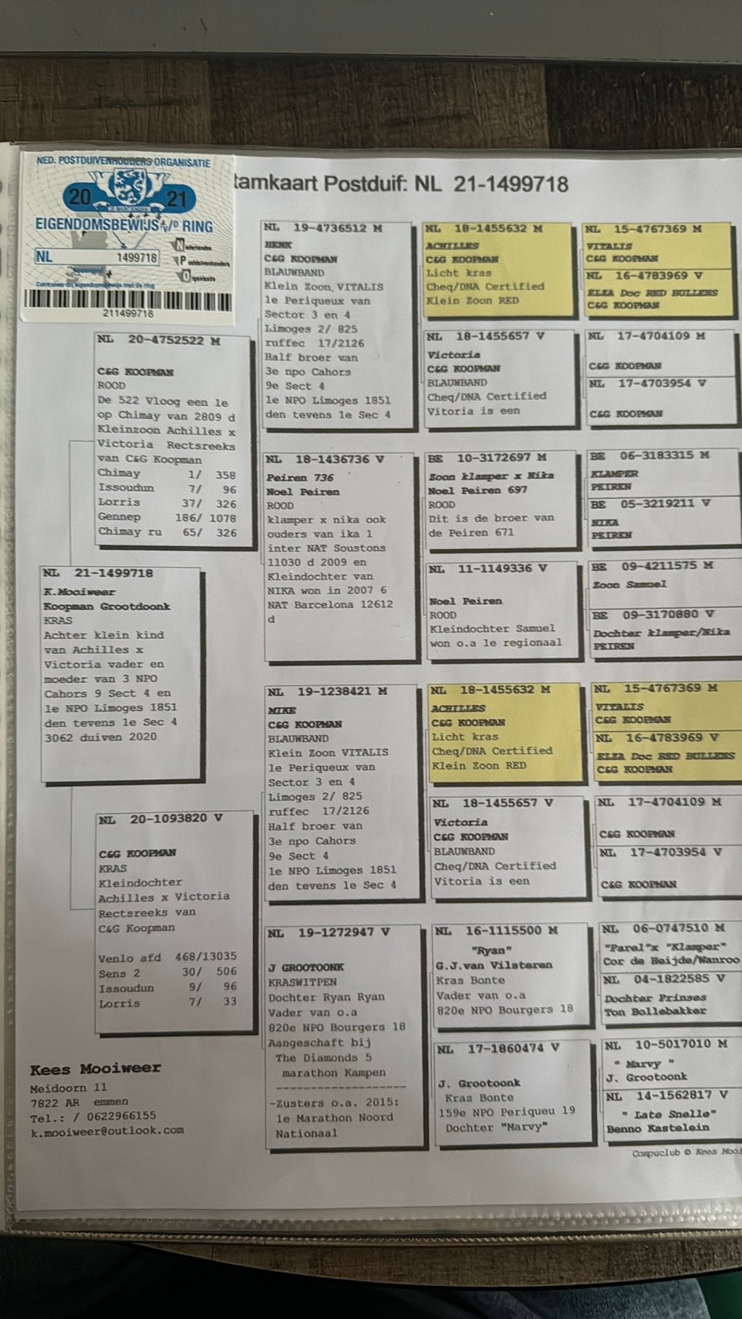 Koopman x Grootdonk, Dieren en Toebehoren, Postduif