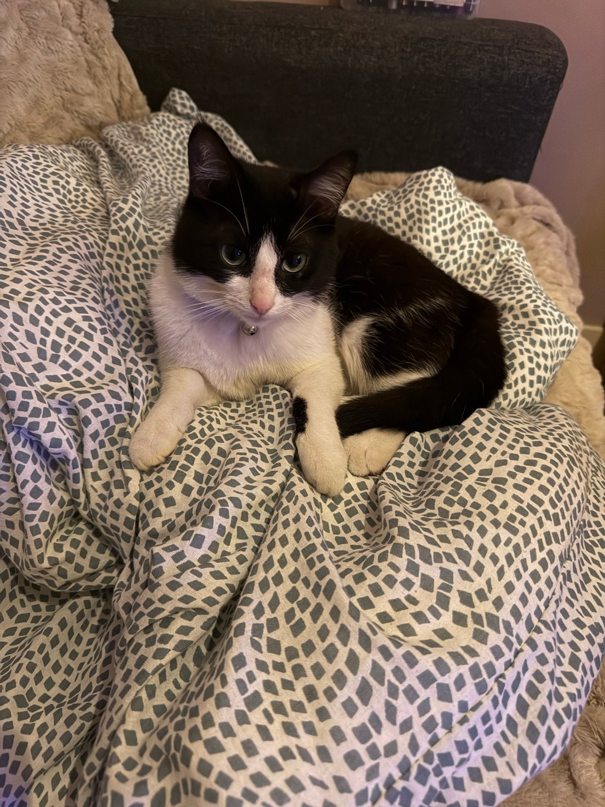 Gecastreerde zwart-witte kater zoekt liefdevol thuis, Kater