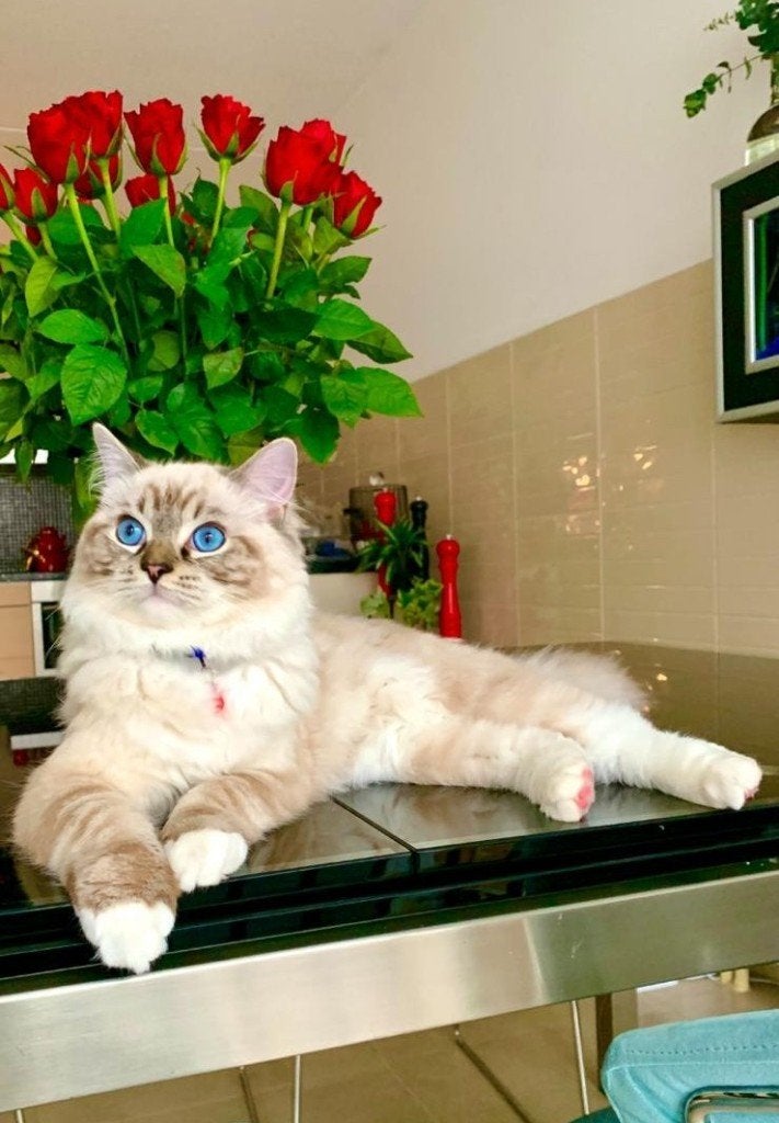 Ragdoll kater Neptune met stamboom, Kater, Met stamboom, 0 tot 2 jaar
