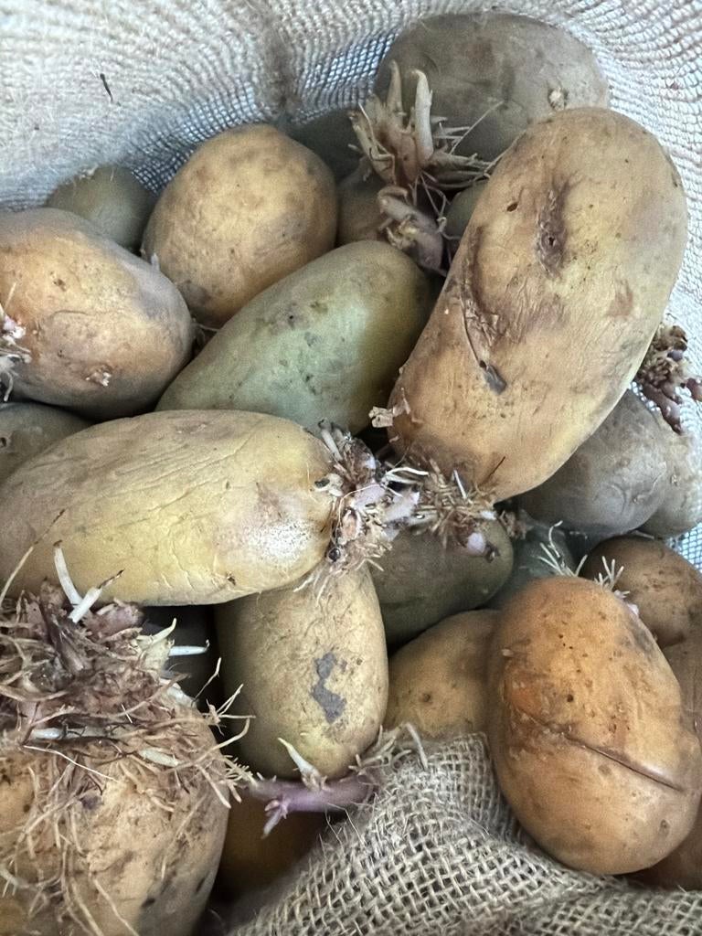 Biologische aardappels in zakken, Ophalen