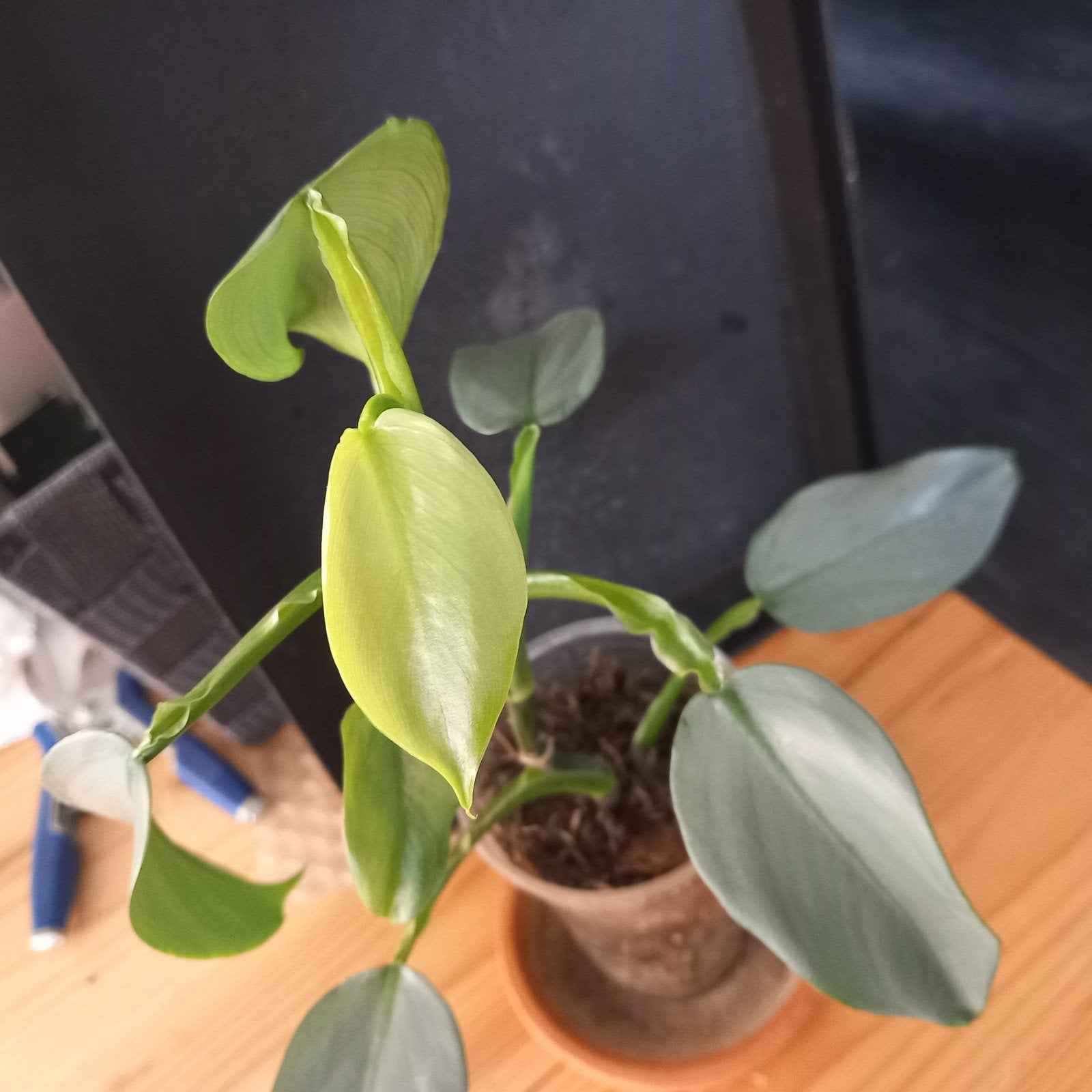 Philodendron silver Queen stek nr 56, Huis en Inrichting, Kamerplanten, Ophalen of Verzenden, Halfschaduw, Minder dan 100 cm
