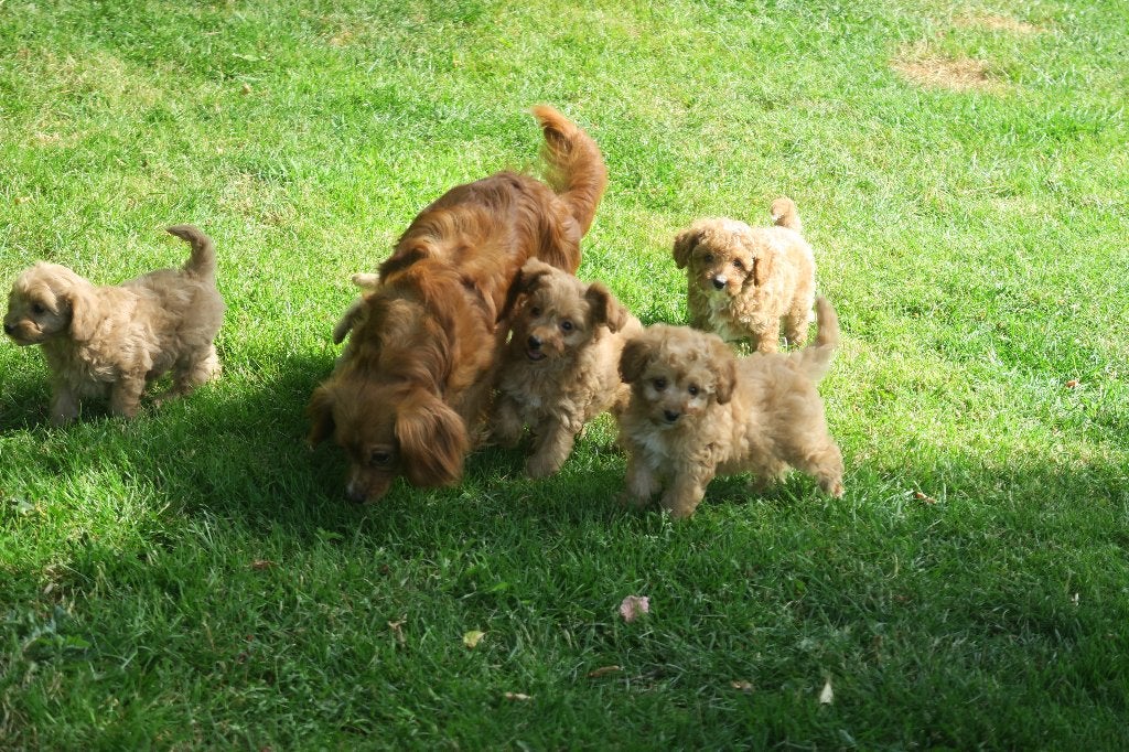 Vrolijke Cavapoo pups teefjes, Poedel, Parvo, Nederland, 8 tot 15 weken