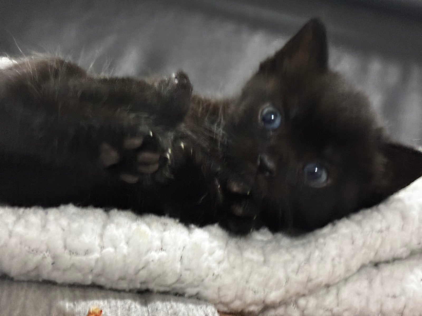 Kittens, 0 tot 2 jaar