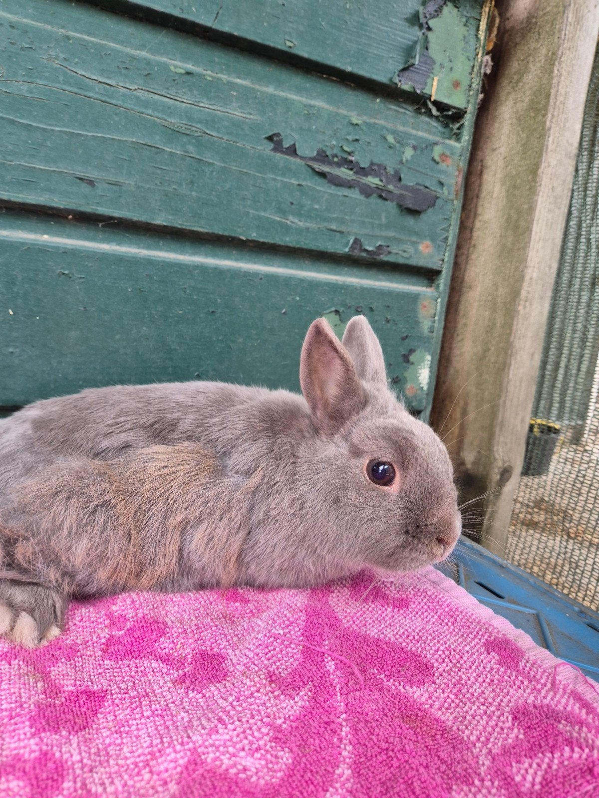lief kleurdwerg mannetje, Dieren en Toebehoren, Mannelijk, Dwerg, 0 tot 2 jaar