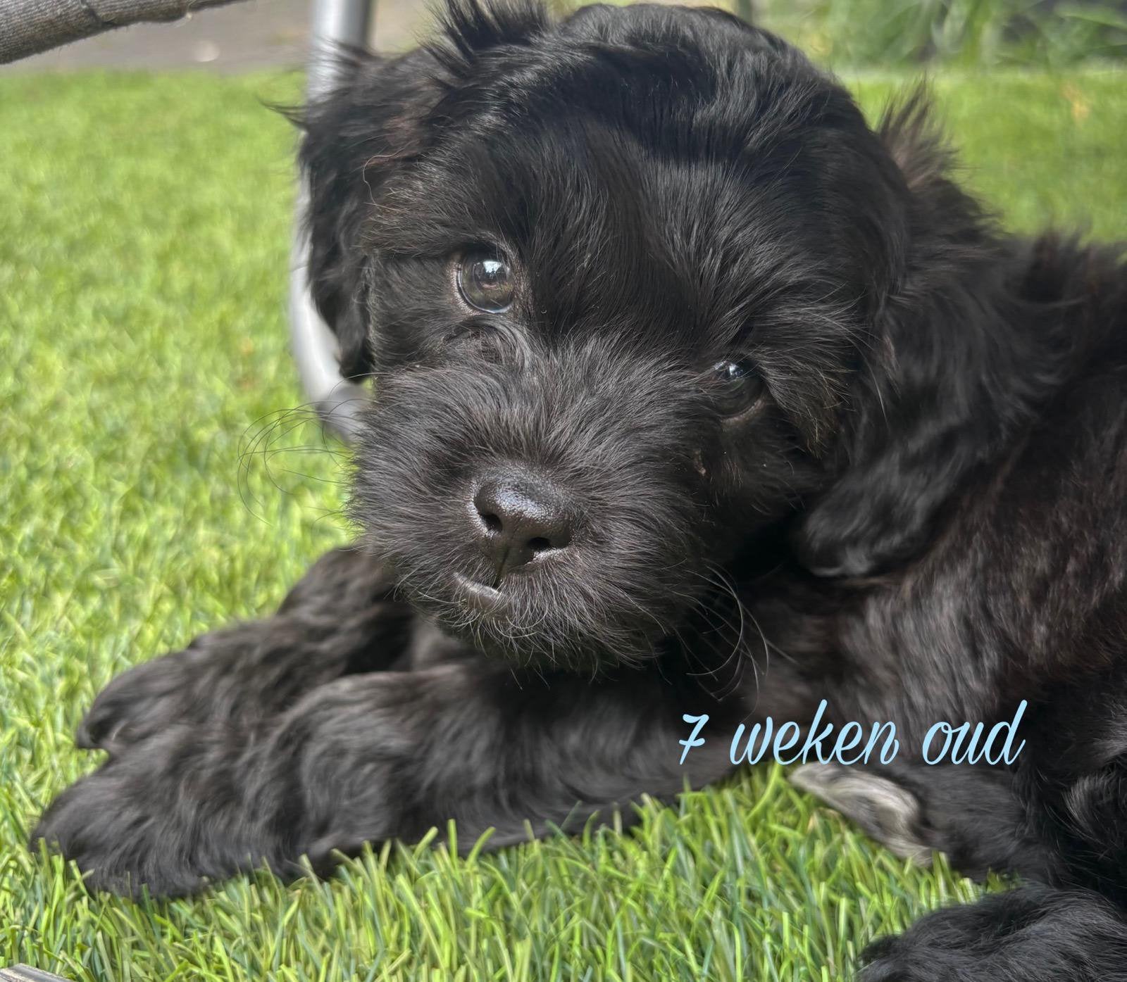 Toy poedel Lhasa Apso pups, Dieren en Toebehoren, Parvo, Overige rassen, 8 tot 15 weken, Meerdere